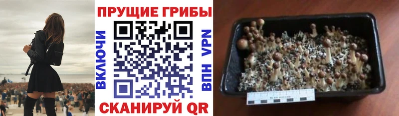 mega рабочий сайт  Пыталово  Псилоцибиновые грибы Cubensis  купить  
